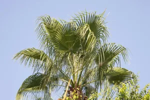 Downtown Palmview, TX, TX