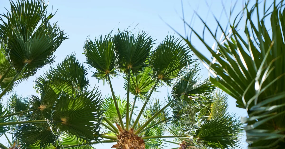 Downtown Palmyra, OH, OH