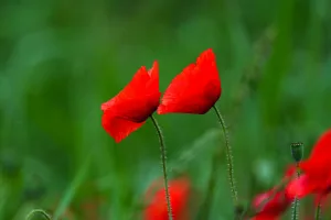 Downtown Pamplico, SC, SC