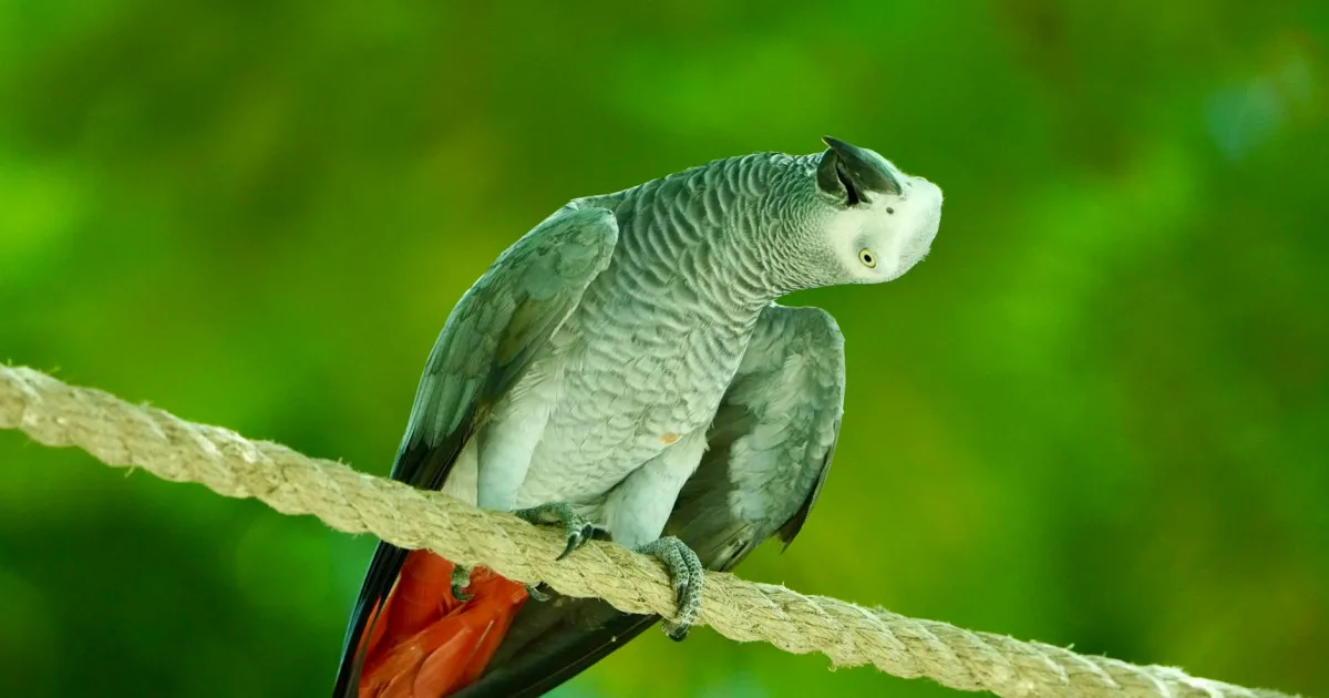 Downtown Parrot, ME, ME