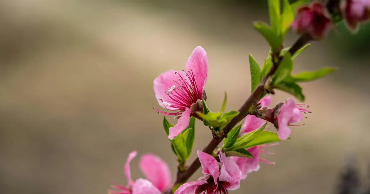 Downtown Peach Springs, AZ, AZ