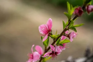 Downtown Peach Springs, AZ, AZ