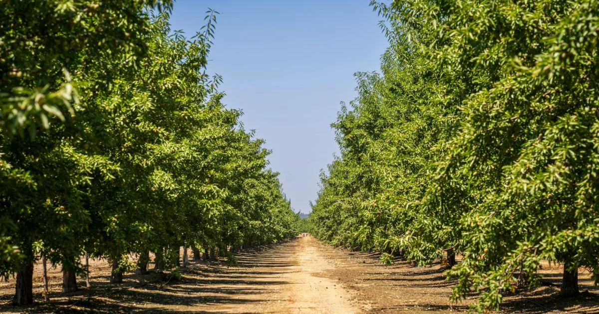 Downtown Pecan Plantation, TX, TX