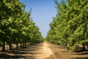 Downtown Pecan Plantation, TX, TX