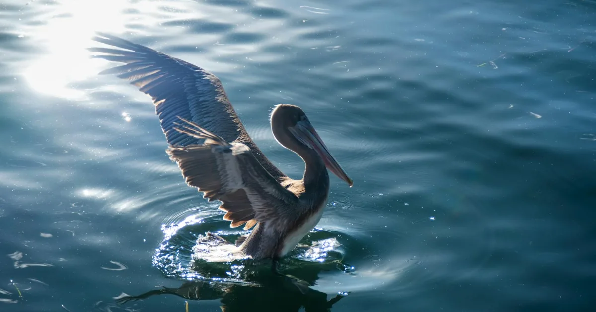 Downtown Pelican Bay, TX, TX