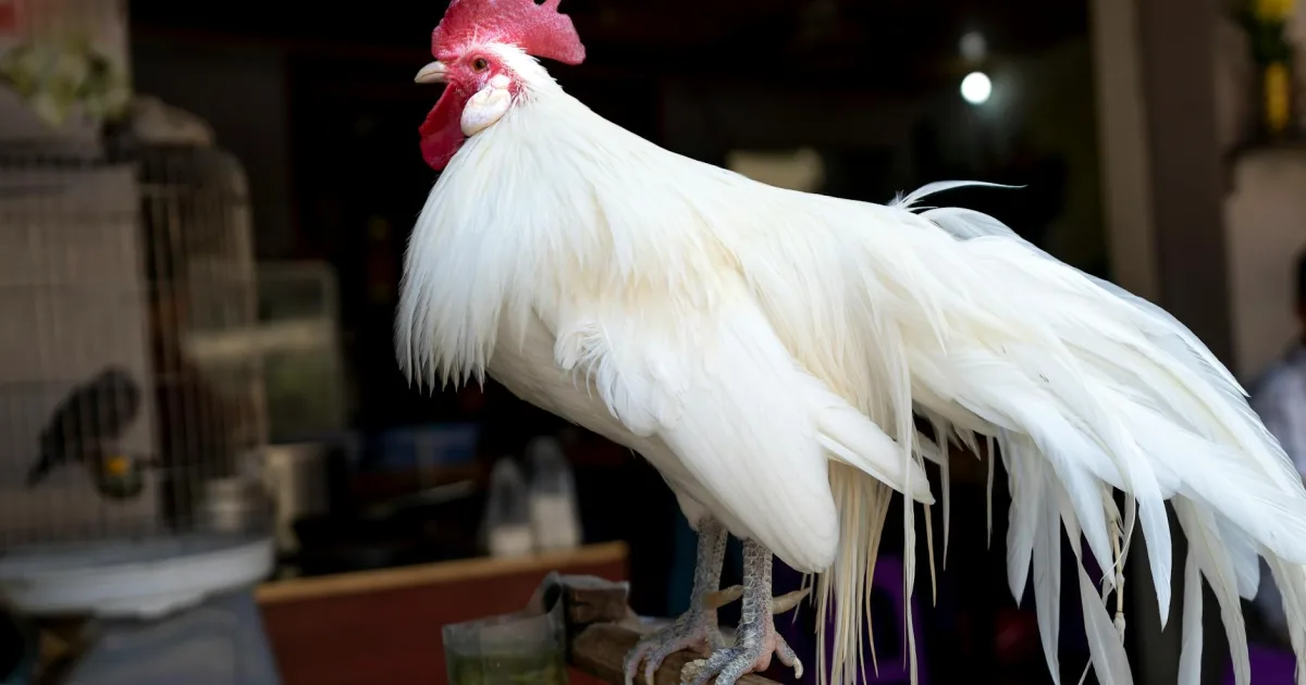 Downtown Phoenix, OR, OR