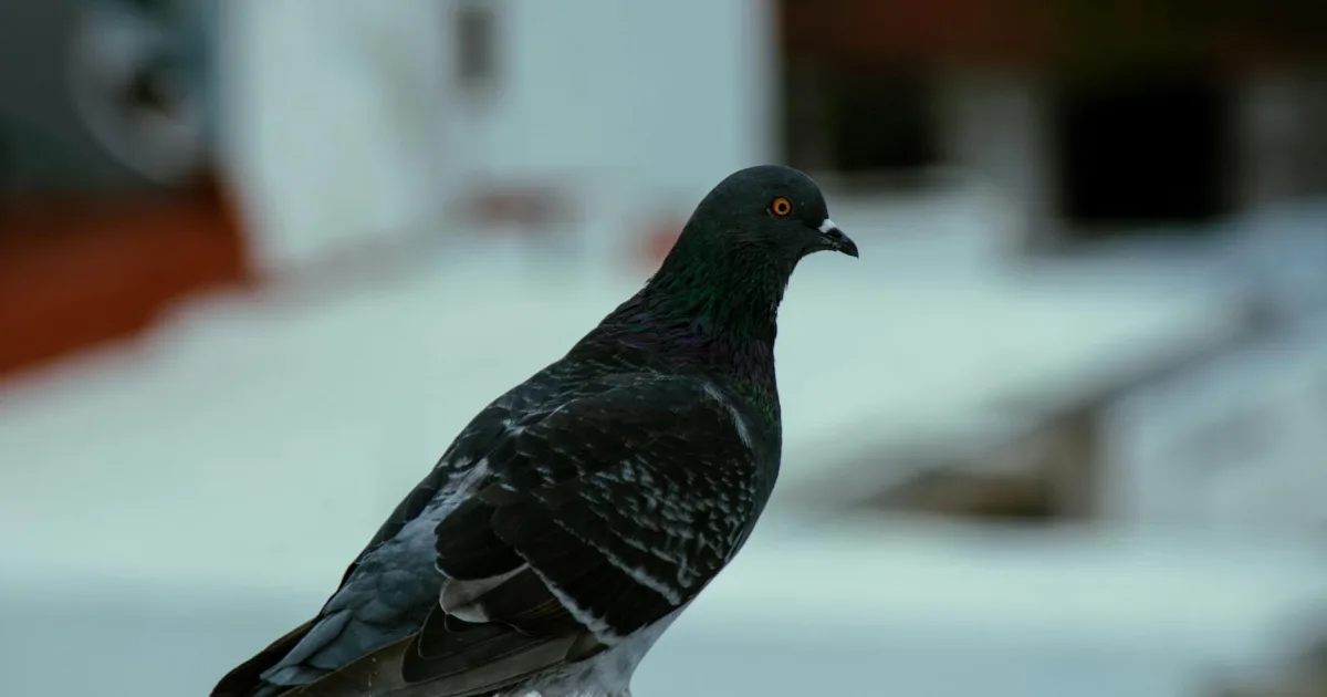 Downtown Pigeon, IN, IN