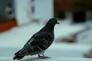 Downtown Pigeon, IN, IN