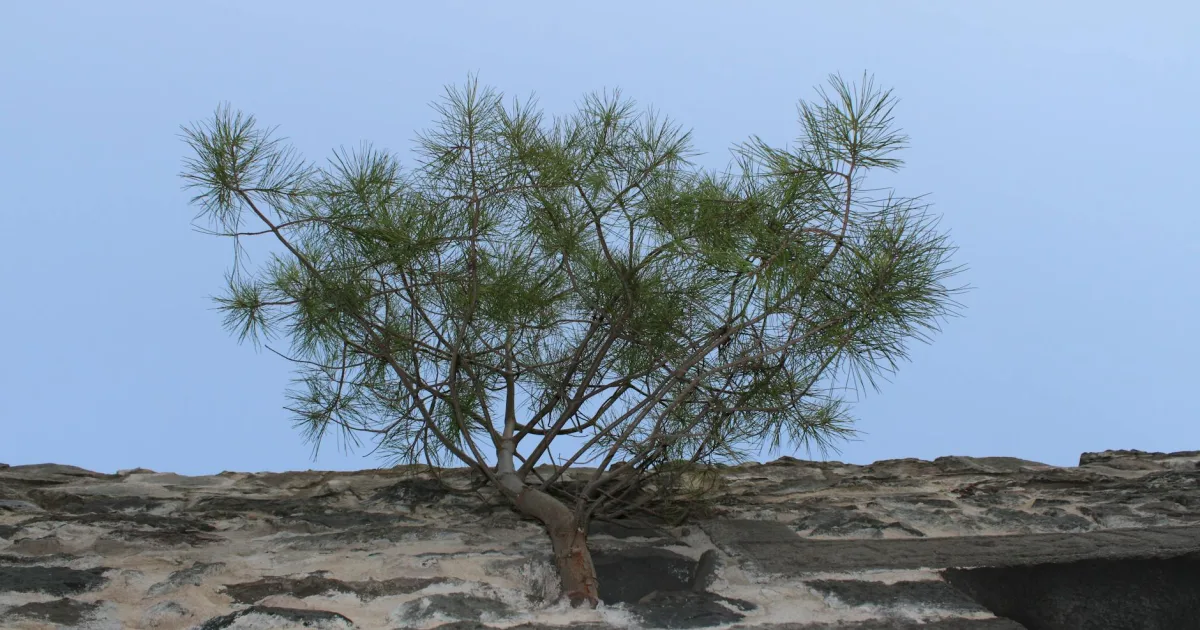 Downtown Pine Castle, FL, FL