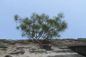 Downtown Pine Castle, FL, FL