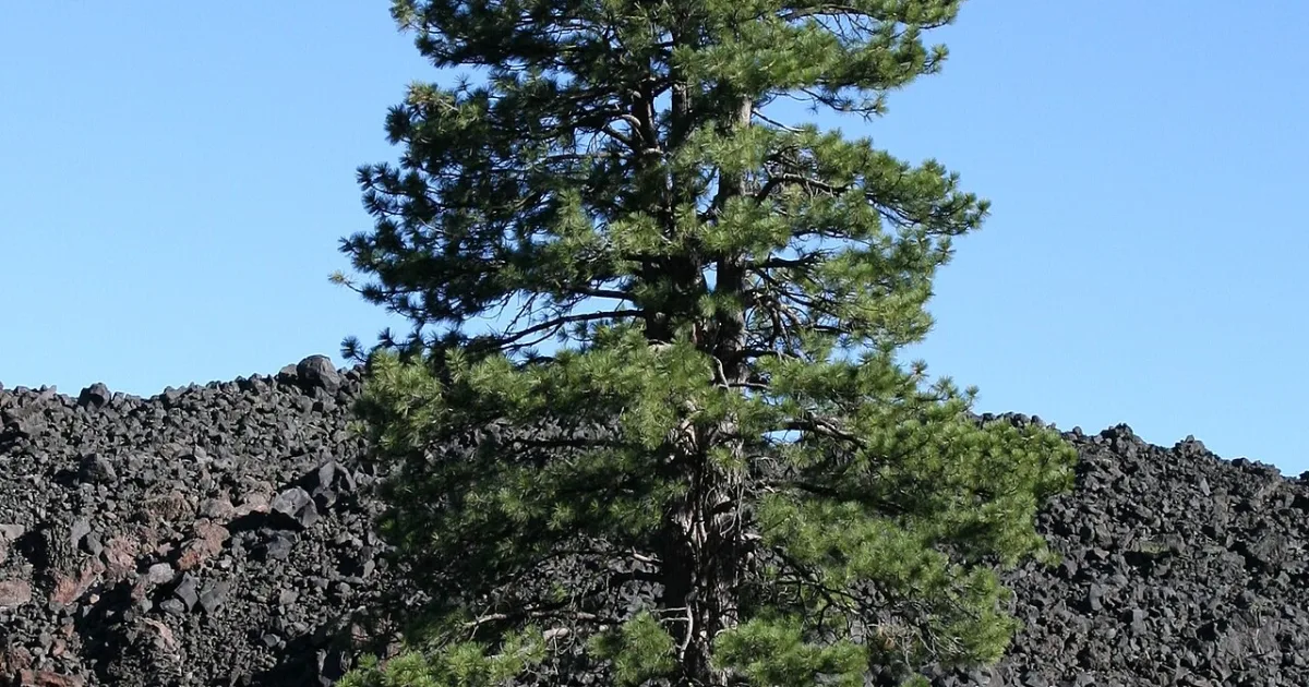genus of plants in the conifer family Pinaceae