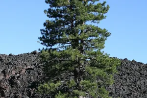 genus of plants in the conifer family Pinaceae