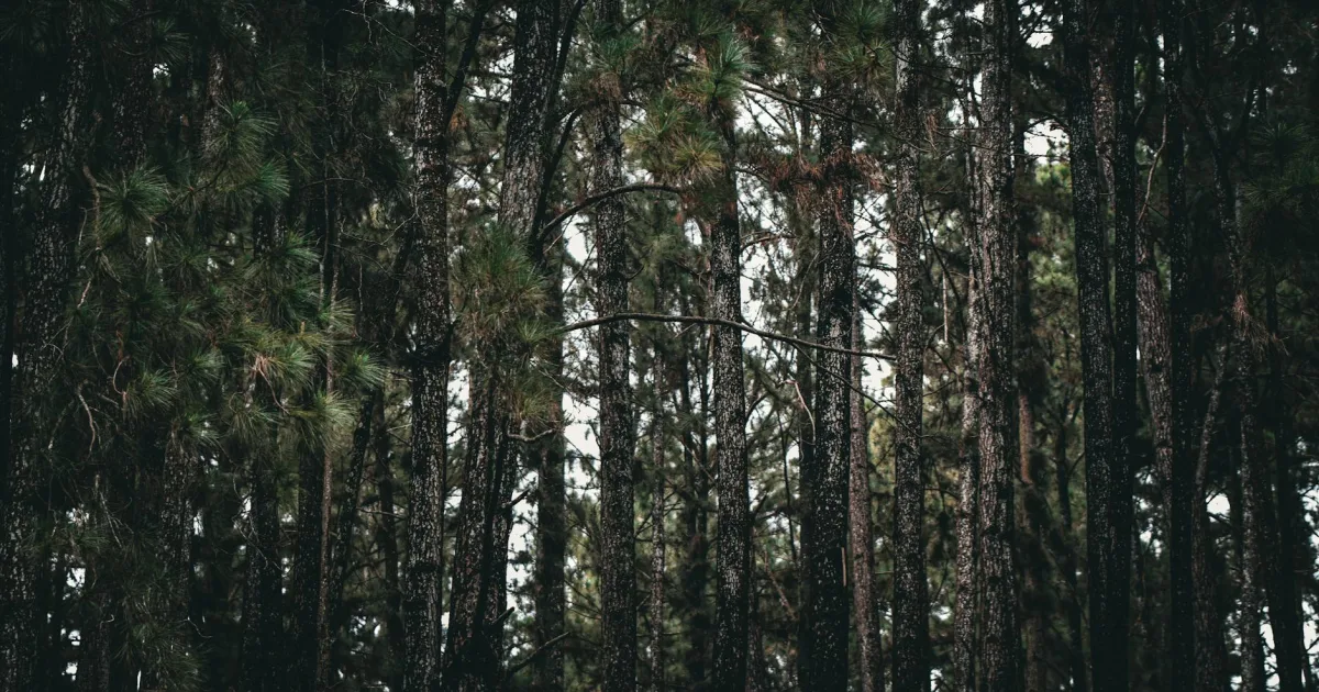 Downtown Pine Forest, TX, TX