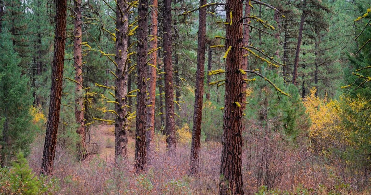 Downtown Pine Grove, CA, CA