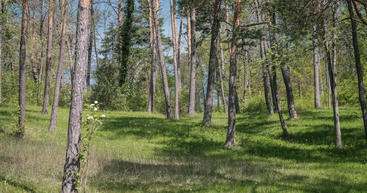 Downtown Pine Grove, MI, MI