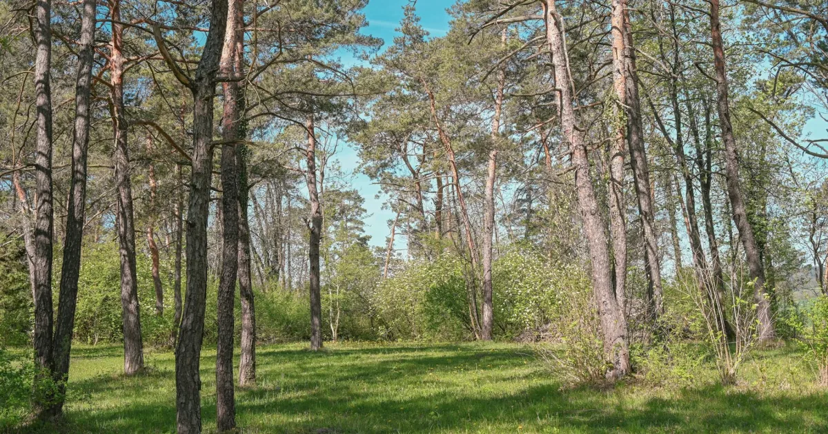 Downtown Pine Grove, PA, PA