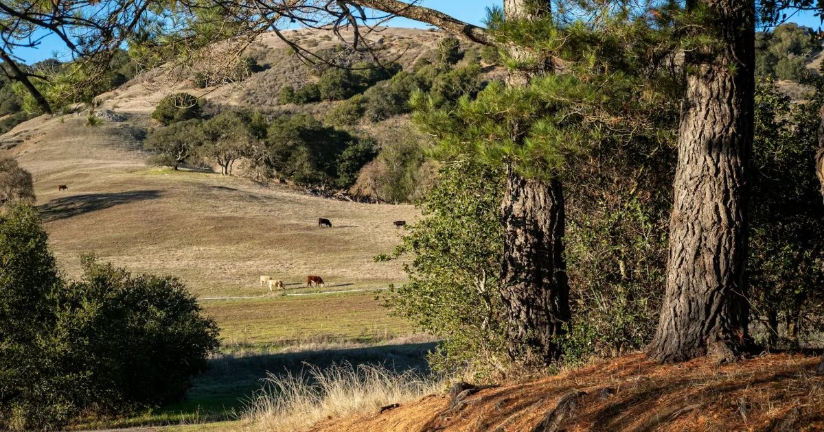 Downtown Pine Hills, CA, CA