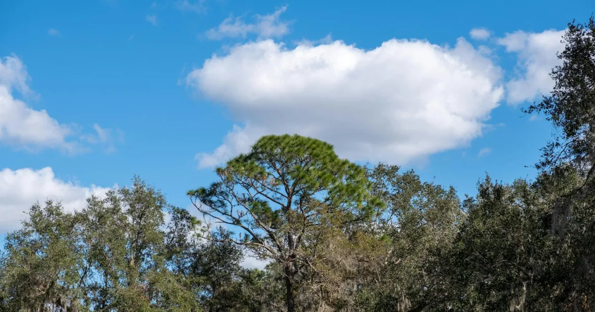 Downtown Pine Hills, FL, FL