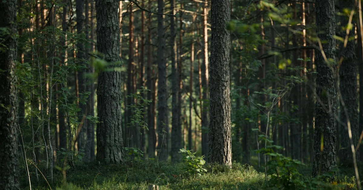 Downtown Pine Level, AL, AL