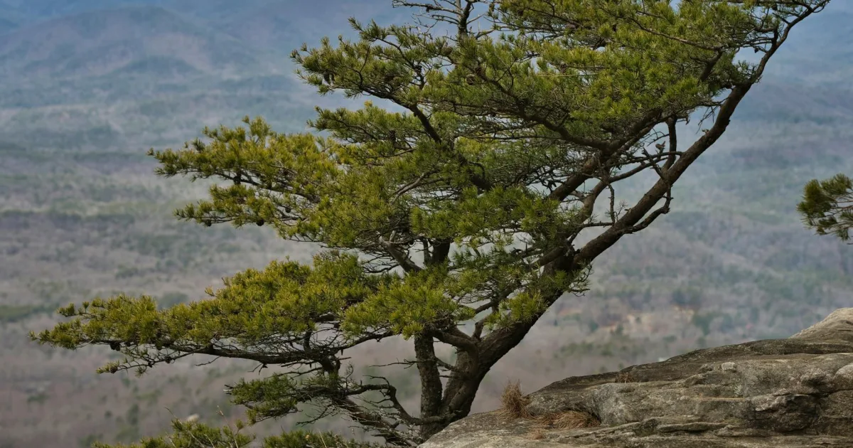 Downtown Pine Mountain, GA, GA