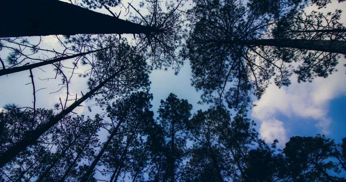 Downtown Pine Prairie, LA, LA