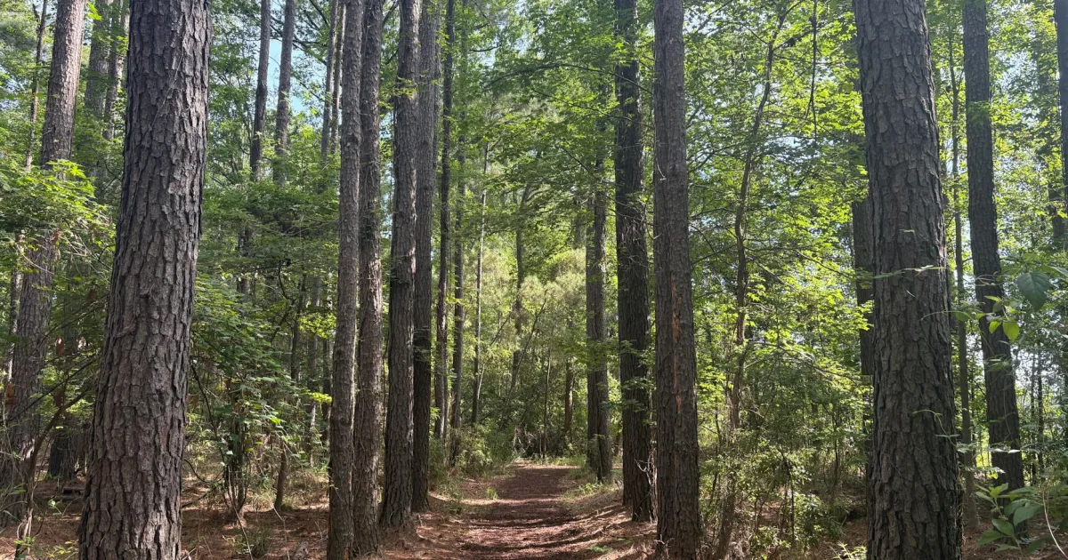 Downtown Pine Ridge, SC, SC