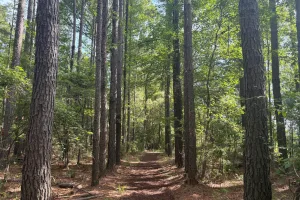 Downtown Pine Ridge, SC, SC