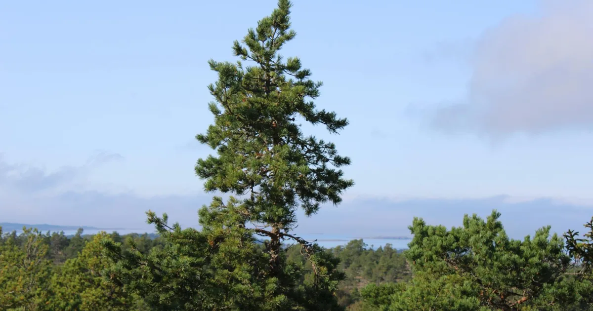 Downtown Pinebergen, AR, AR