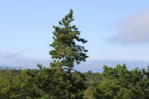 Downtown Pinebergen, AR, AR