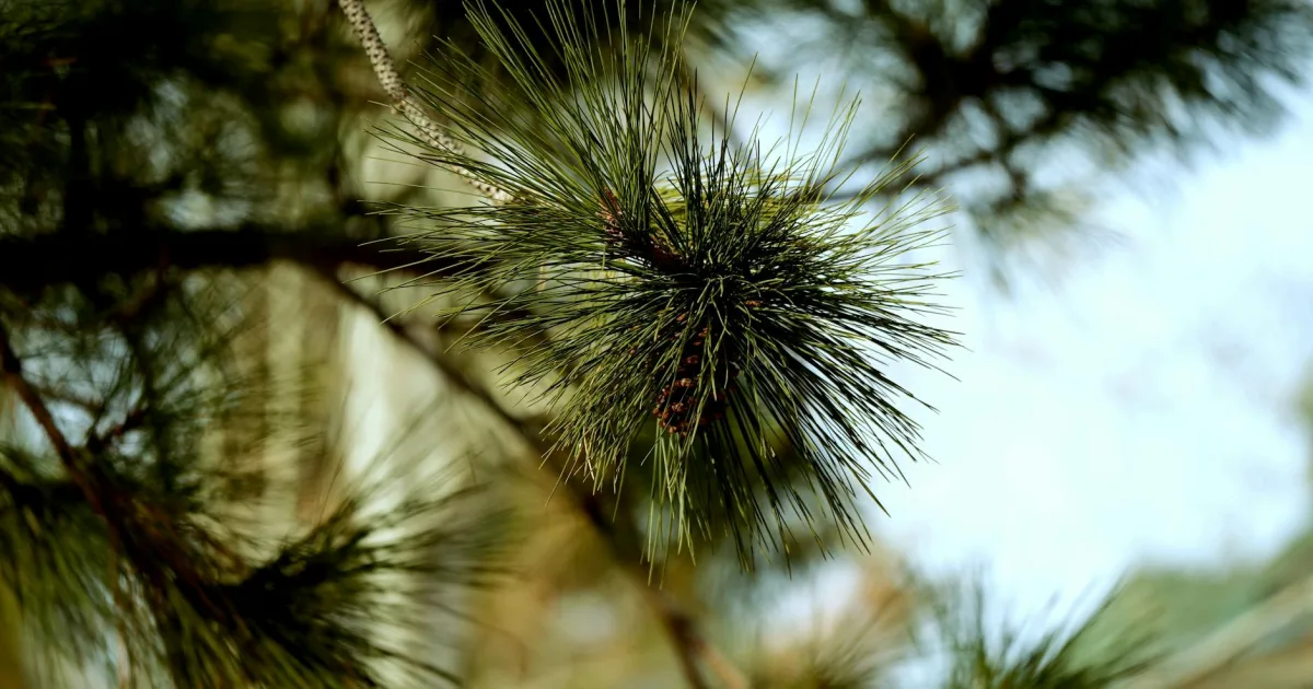 Downtown Pinehurst, ID, ID