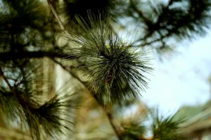 Downtown Pinehurst, ID, ID