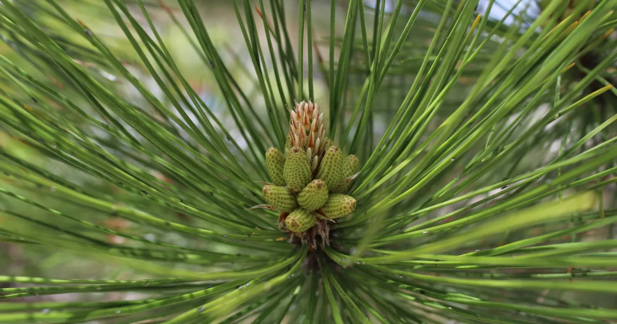 Downtown Piney Green, NC, NC