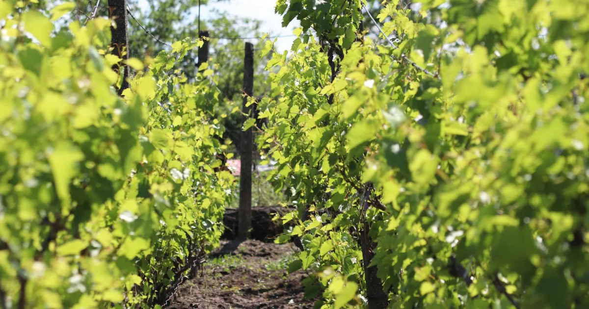 Downtown Pioche, NV, NV