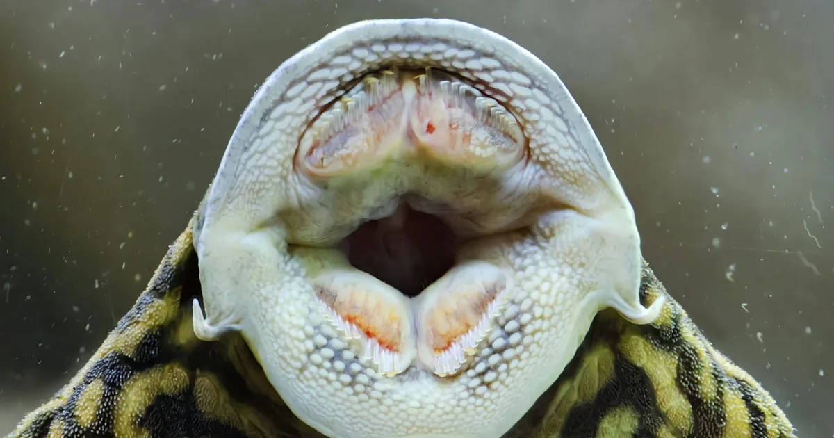 Downtown Plattsmouth, NE, NE