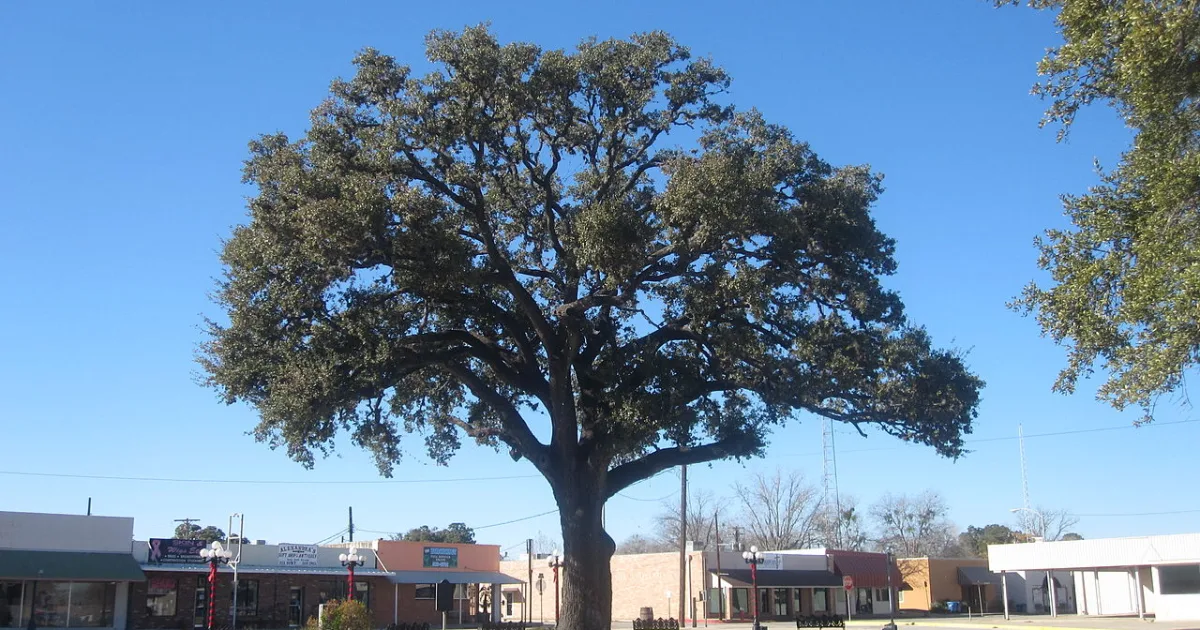 city in Atascosa County, Texas, United States