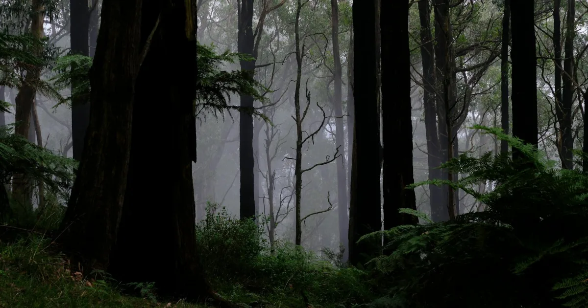 Downtown Plentywood, MT, MT