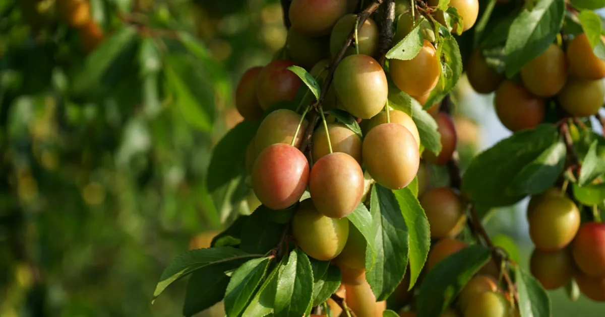 Downtown Plum Hill, IL, IL