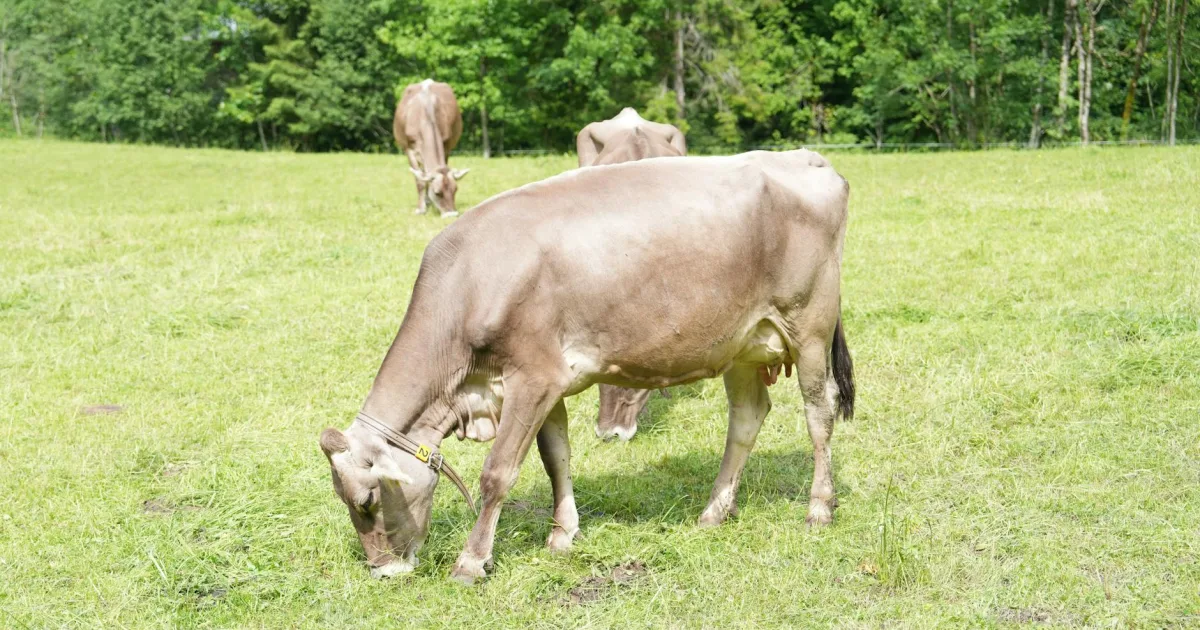Downtown Pocono Ranch Lands, PA, PA