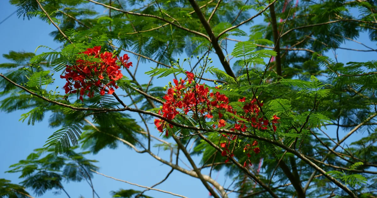 Downtown Poinciana, FL, FL