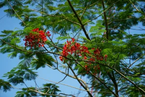 Downtown Poinciana, FL, FL