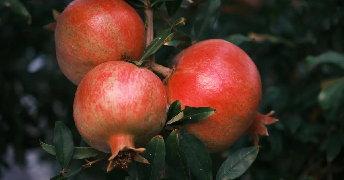 Downtown Pomeroy, IA, IA