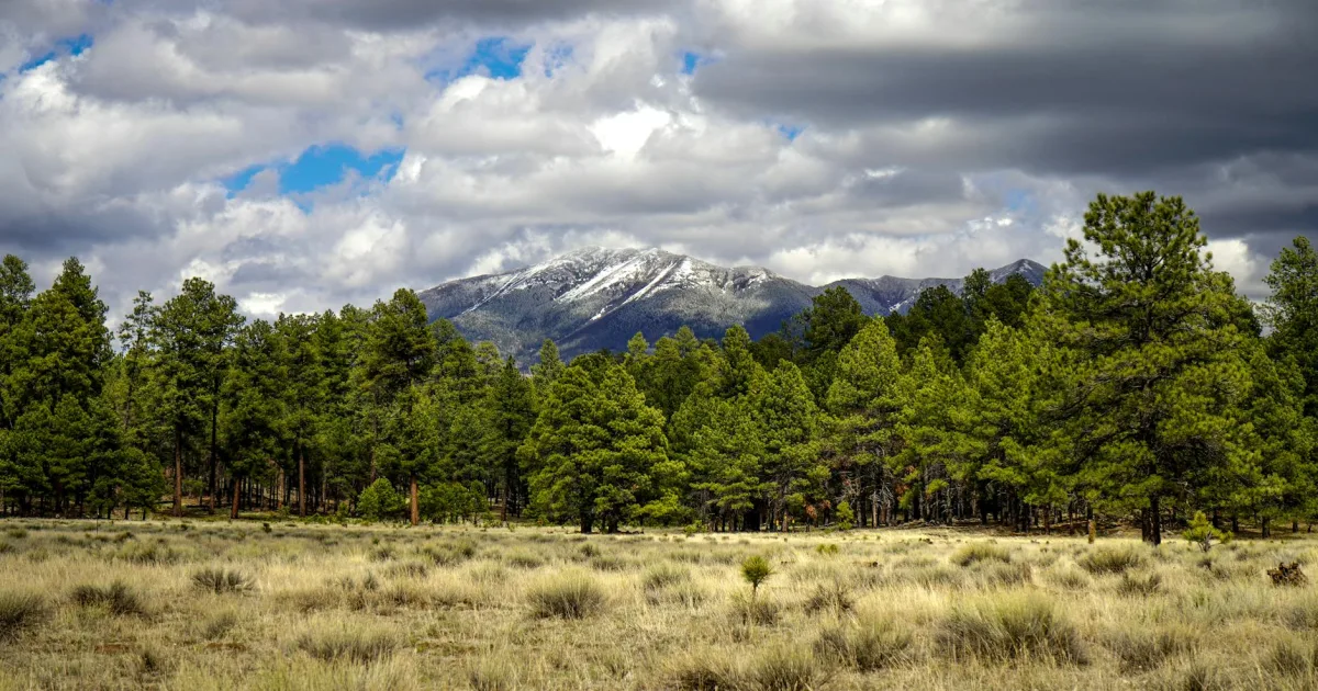 Downtown Ponderosa Pine, NM, NM