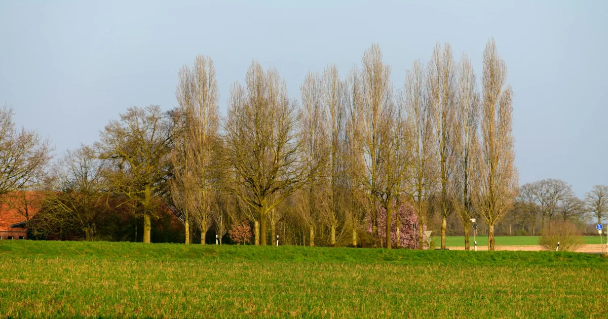 Downtown Poplar Grove, IL, IL