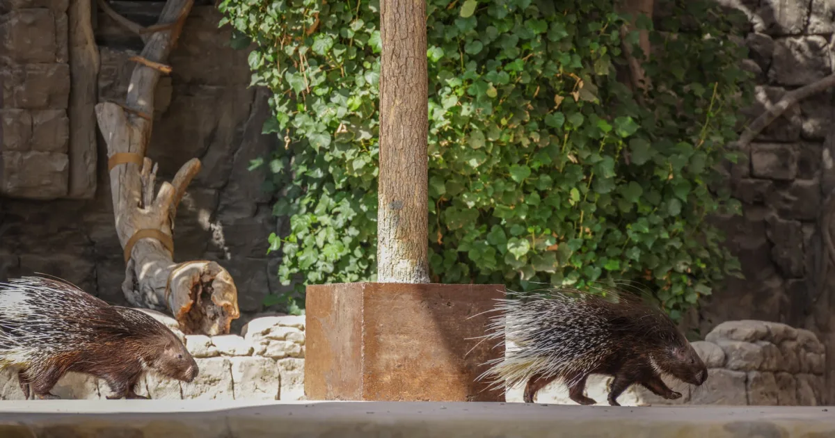 Downtown Porcupine, SD, SD