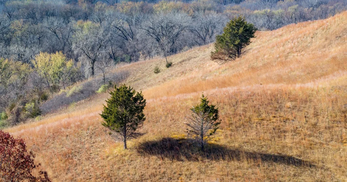 Downtown Prairie Grove, AR, AR