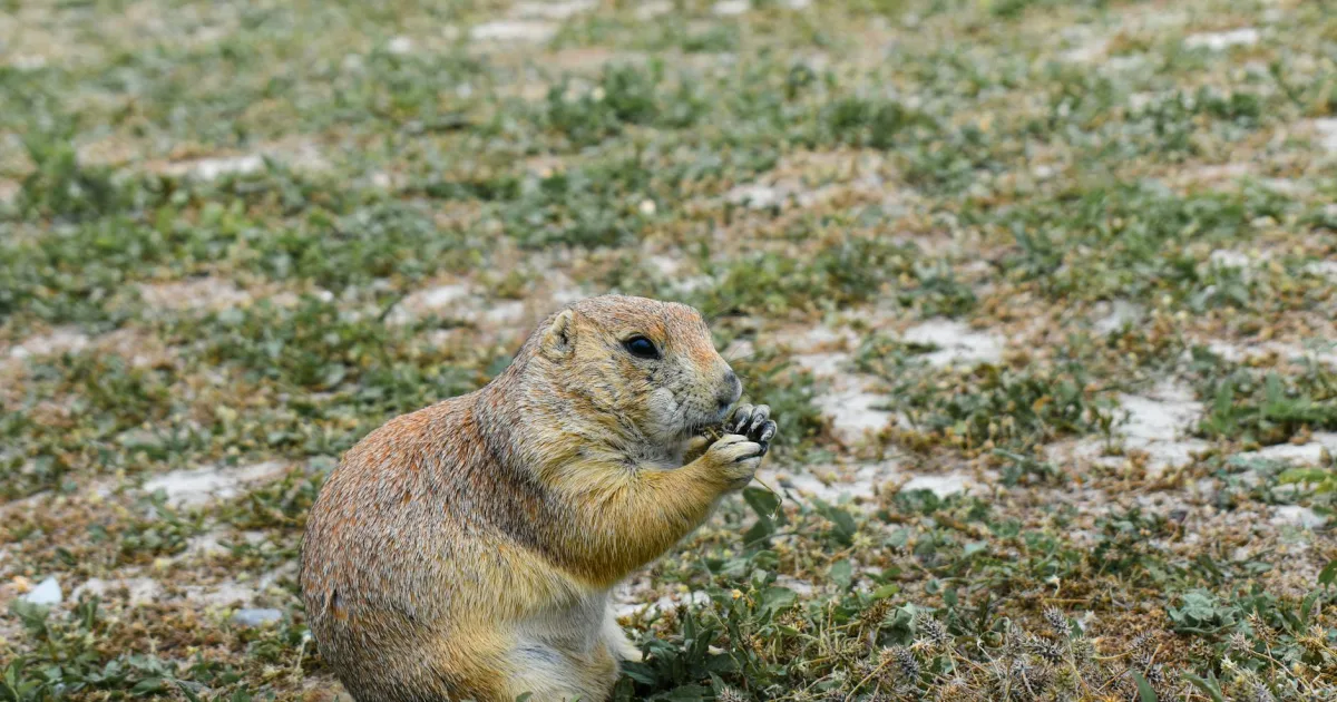 Downtown Prairie, IL, IL