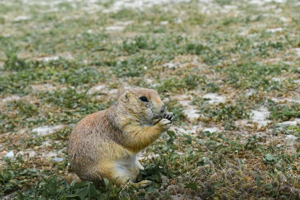 Prairie, IN