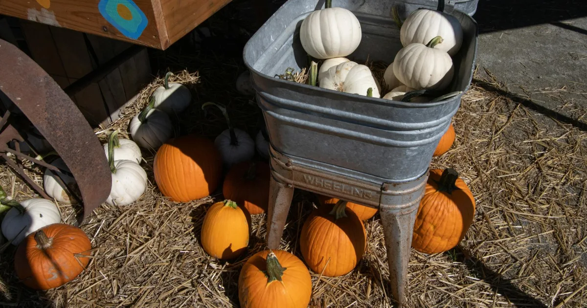 Downtown Pumpkin Center, NC, NC