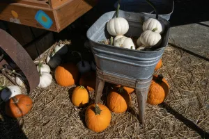 Downtown Pumpkin Center, NC, NC