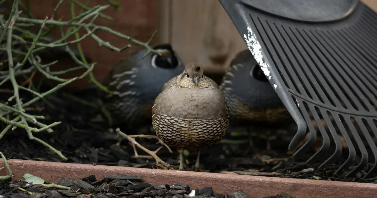 Downtown Quail Valley, CA, CA
